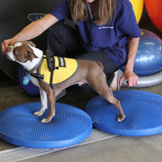 Pet Balance Disc 56 cm Blue