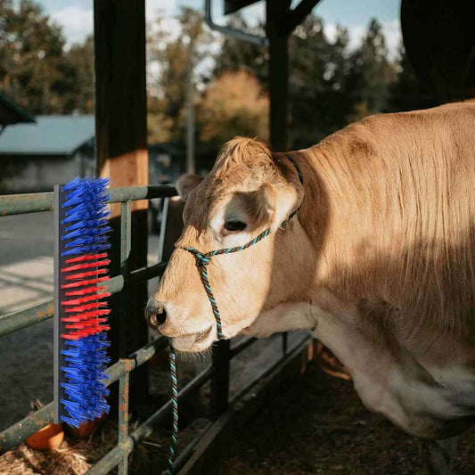 Cattle Brushes Red and Blue 50 x 10 x 6.5 cm PP