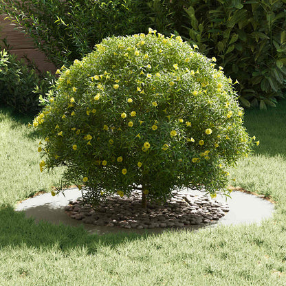 suitable for Flat Tree Rings 5 pcs White Ø50 / 80 cm Steel