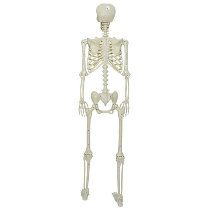 Halloween Skeleton White 155 x 38.5 cm Polypropylene