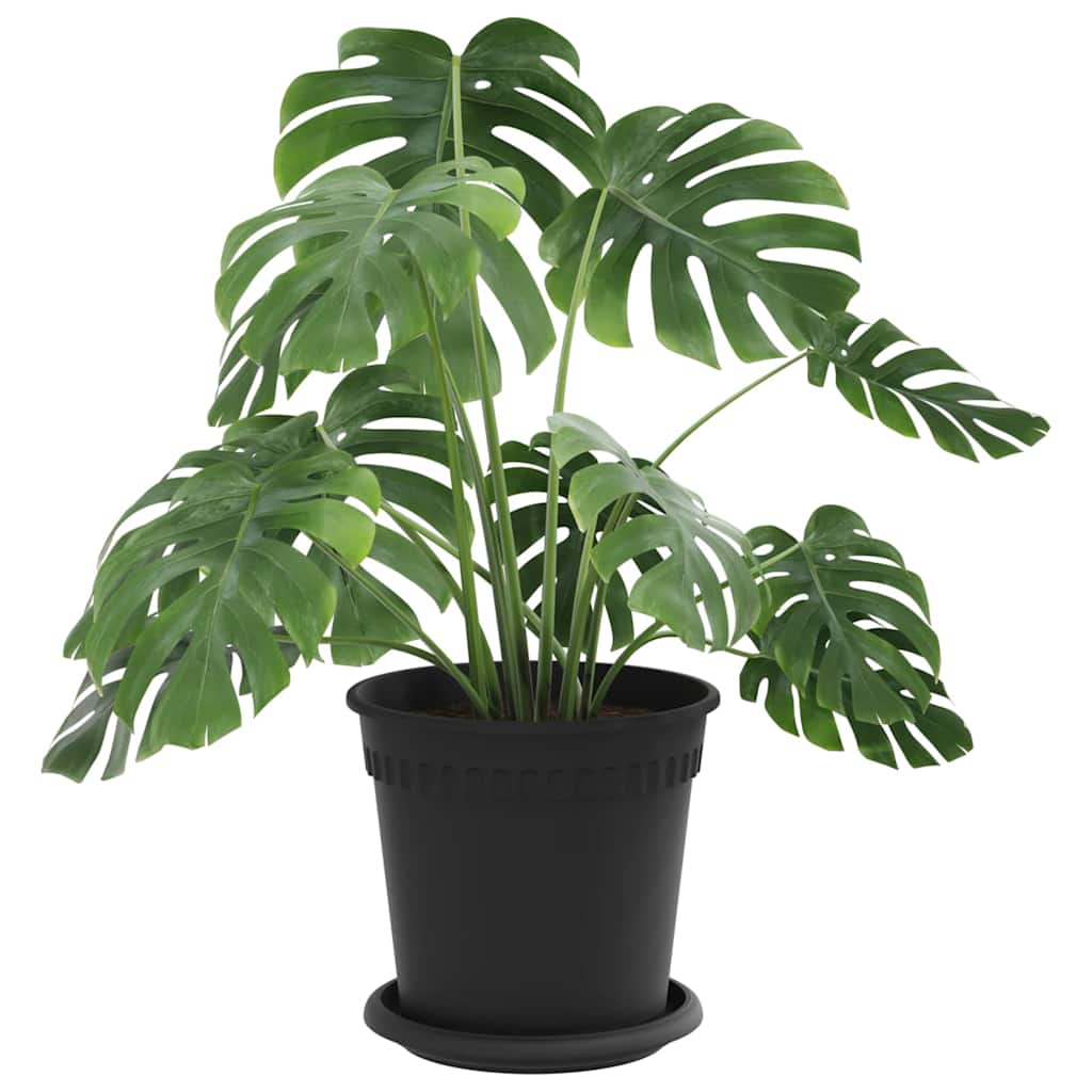 Plant Pots 6 pcs Black Ø 17 x 14 cm Plastic