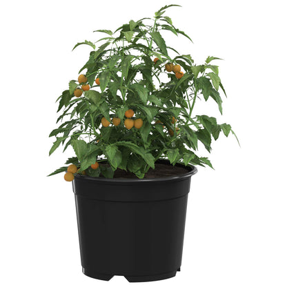 Round Flower Pot 200 pcs Black Ø 10 x 8 cm Plastic