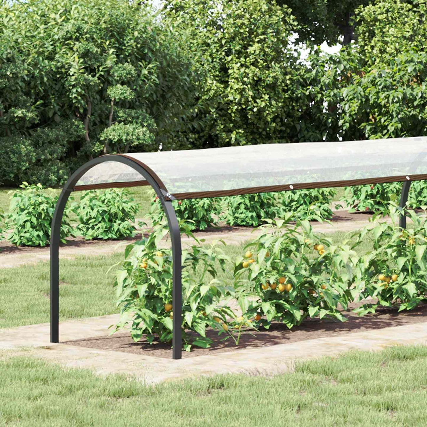 Plant Cover Transparent 2.5 x 1.5 m PE